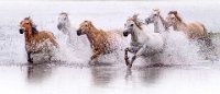 69 - THE GALLOPING HORSES - YANG SHENGHUA - china <div